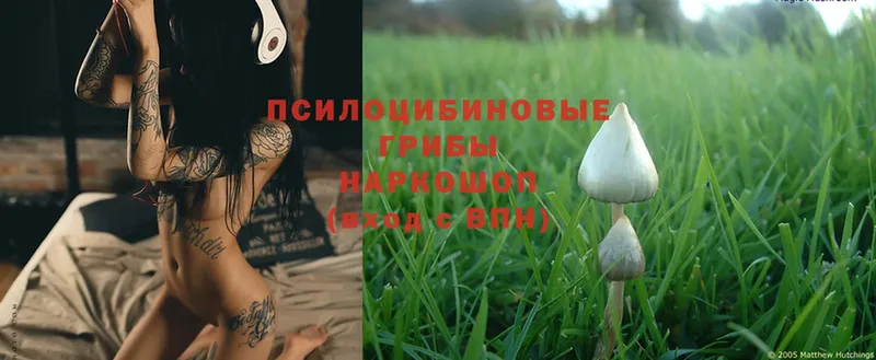 Псилоцибиновые грибы Magic Shrooms  Москва 